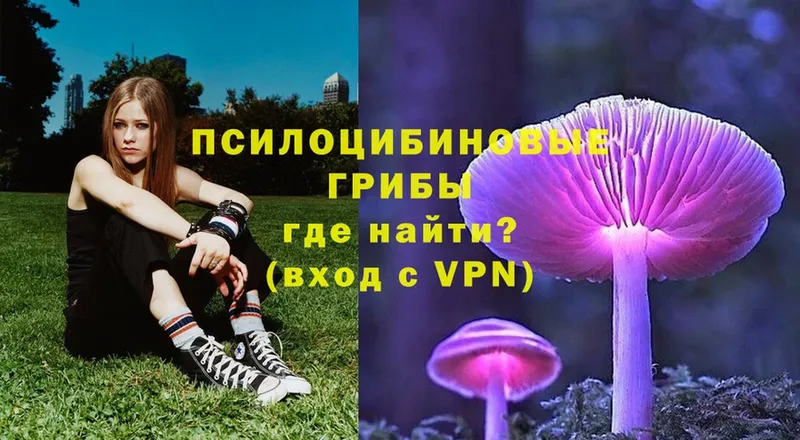 Псилоцибиновые грибы Psilocybe Клин